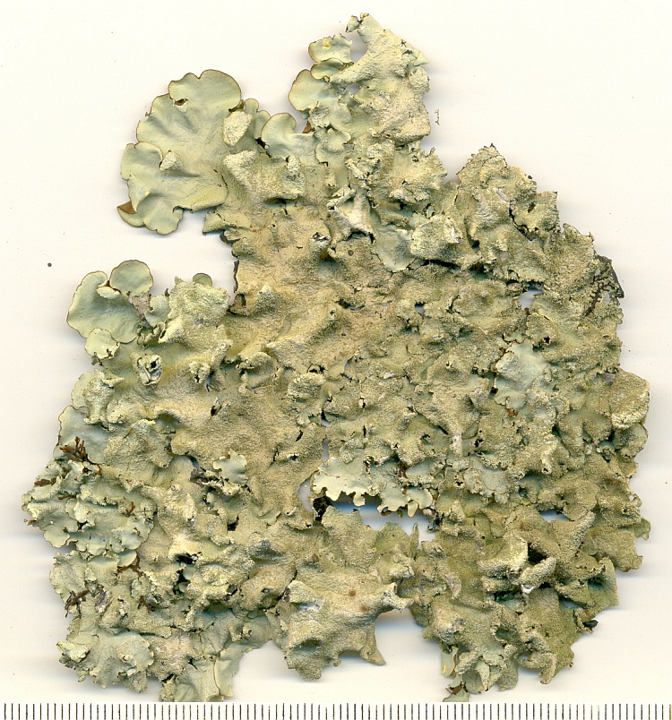 Parmotrema endosulphureum from Brazil, Paraná, Guaraqueçaba leg. C.G. Donha 1812 (UPCB)